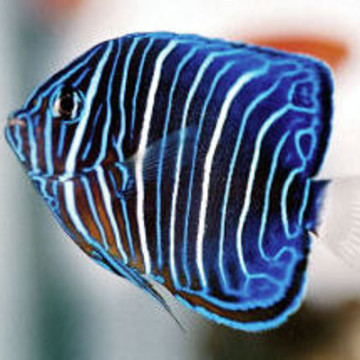 Pomacanthus Annularis adulte : 15 à 18 cm